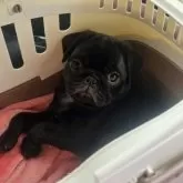 パグ【茨城県・女の子・2025年7月2日・ブラック】の写真2