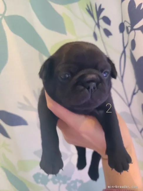 T.O 様のお迎えした子犬