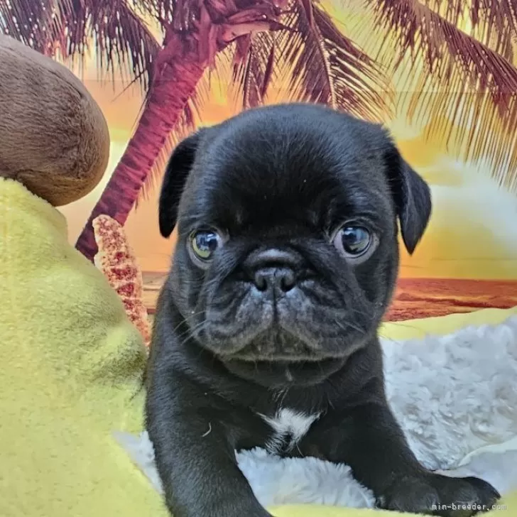 ID:2406-07377の子犬