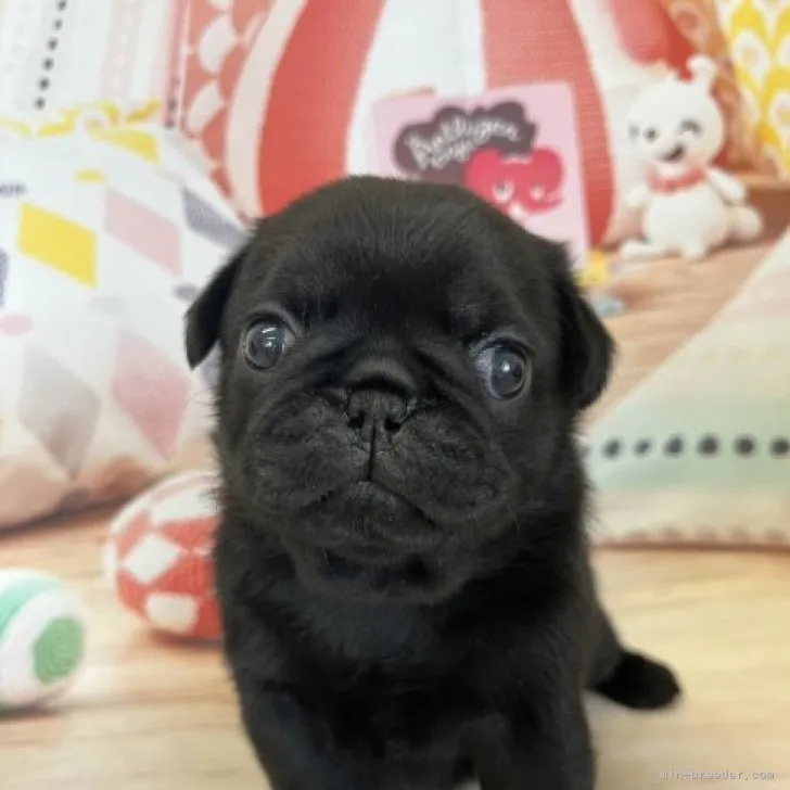 ID：2305-00272の子犬