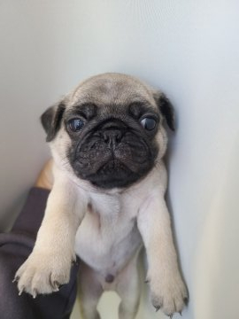 パグ【茨城県・男の子・2021年9月30日・フォーン】の写真「まん丸お顔でかわいいです♡」