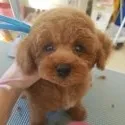 トイプードル(トイ)【茨城県・男の子・2018年10月15日・レッド】の写真1「モフモフになりました♡」