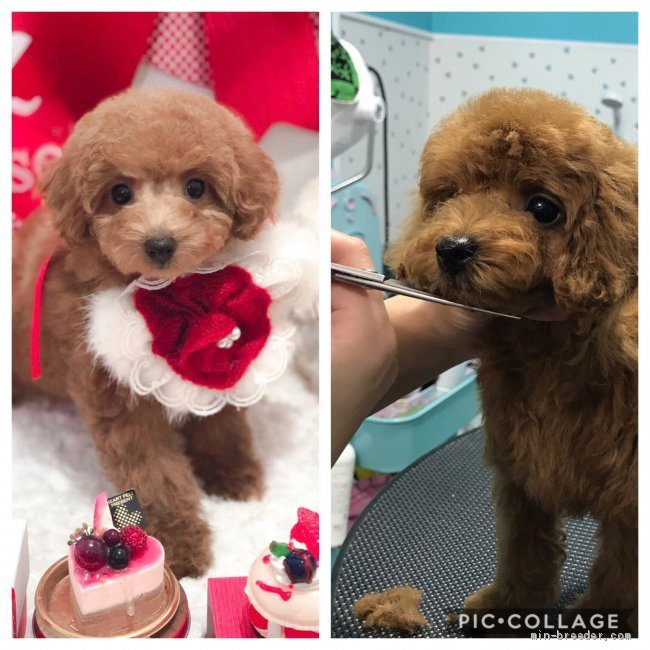 お迎え前に可愛くカットします❤️｜前川　和加子(まえかわ　わかこ)ブリーダー(岐阜県・トイプードルなど・JKC登録)の紹介写真2