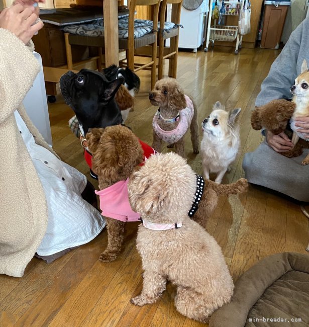 我が家のおやつタイムはは年功序列、ちゃんお座りして待てます｜前川　和加子(まえかわ　わかこ)ブリーダー(岐阜県・トイプードルなど・JKC登録)の紹介写真3