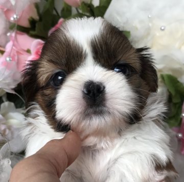 シーズー【岐阜県・女の子・2017年3月12日・ホワイト&ゴールド】の写真「これから益々可愛く成長しますよ💕」