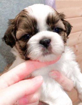 シーズー【岐阜県・女の子・2018年11月24日・ホワイト&ゴールド】の写真「ぷくぷく姫❤️」