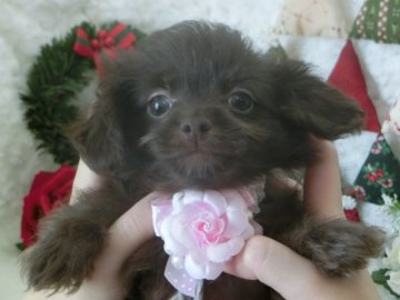 チワプー(ママ・チワワ・パパ・トイプードル)【岐阜県・女の子・2015年10月1日・ブラウン】の写真「毛はこれかもっとふわふわもこもこになります♡」