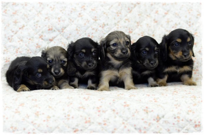 英国血統の良質でかわいらしい子が犬舎の特徴です。｜中尾　敦子(なかお　あつこ)ブリーダー(大阪府・ミニチュアダックスフンド(ロング)など・JKC登録)の紹介写真3