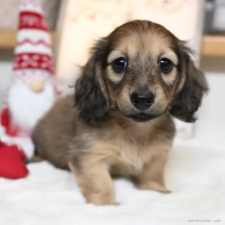 ID:2411-01250の子犬