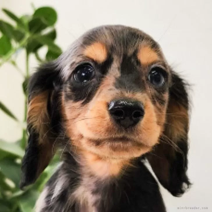 ID：2412-04371の子犬