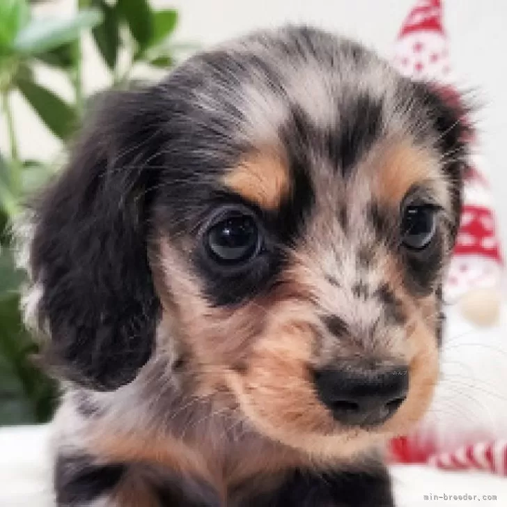 ID:2412-03956の子犬