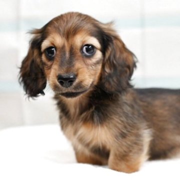 ミニチュアダックスフンド(ロング)【大阪府・男の子・2025年9月26日・シェーデッドレッド】の写真「綺麗なお顔のかわいい男の子」