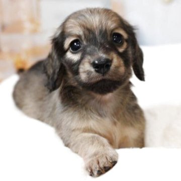 ミニチュアダックスフンド(ロング)【大阪府・男の子・2025年10月24日・シェーデッドイエロー】の写真「兄弟の中では1番小さく可愛い男の子」