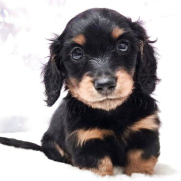 ミニチュアダックスフンド(ロング)【大阪府・男の子・2025年10月26日・ブラック&タン】の写真「優しいお顔の可愛い男の子」