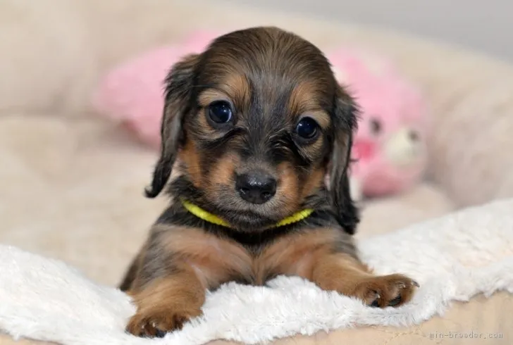 ID：1803-01437の子犬