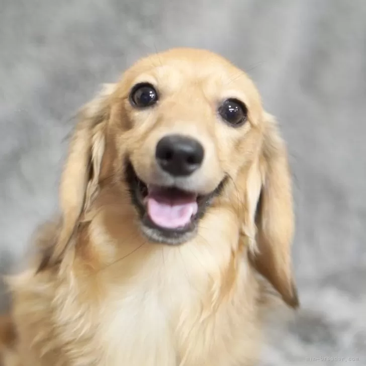 さくら 様のお迎えした子犬