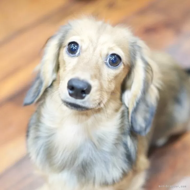 カニンヘンダックスフンド(ロング)【滋賀県・男の子・2025年4月3日・シェイテッドイエロー】の写真1「おめめくりくりです」