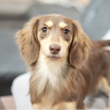 カニンヘンダックスフンド(ロング)【滋賀県・男の子・2025年3月20日・チョコイエロー】の写真「顔立ちもよく、綺麗なカラーです。」