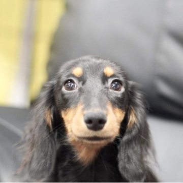 カニンヘンダックスフンド(ロング)【滋賀県・男の子・2025年6月10日・ブラックタン】の写真「よく動いて、とても元気な男の子」