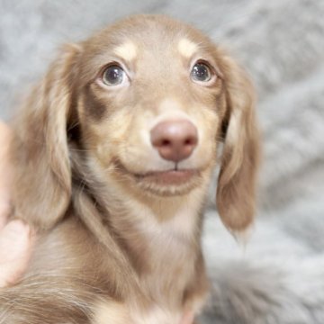 カニンヘンダックスフンド(ロング)【滋賀県・男の子・2025年3月20日・チョコイエロー】の写真「ぴょんぴょん跳ねて元気に遊びます。綺麗なカラーです」