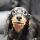 カニンヘンダックスフンド(ロング)