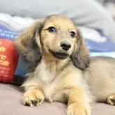 カニンヘンダックスフンド(ロング)【滋賀県・男の子・2025年8月3日・シェイデッドイエロー】の写真1「とっても優しいお顔の男の子です。美しい子になりますよ😊」