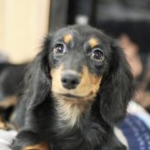 カニンヘンダックスフンド(ロング)