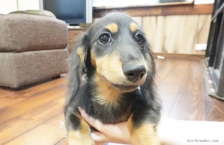 ID：2106-03489の子犬