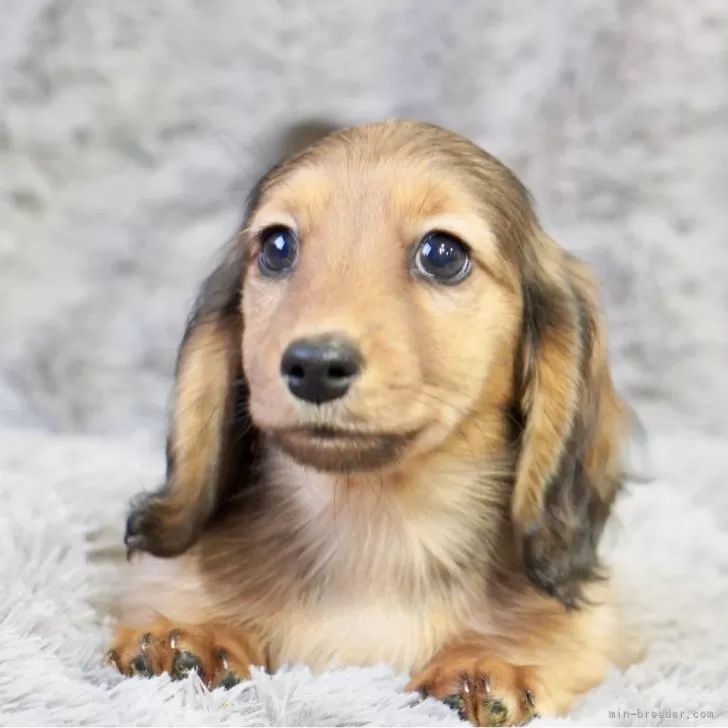 ID：2401-03031の子犬