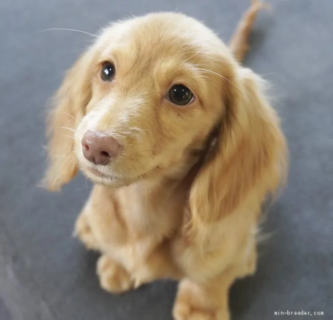 ID：1909-00664の子犬