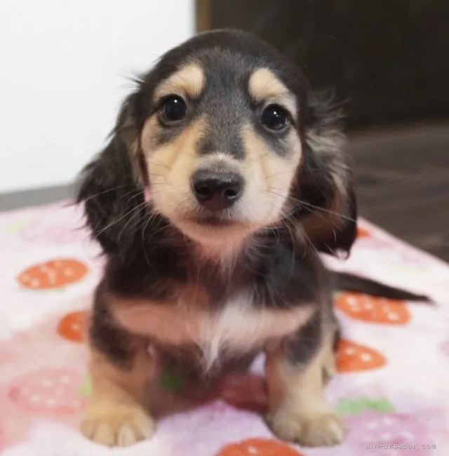 ID：2110-02379の子犬