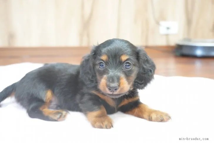 ID：2008-00893の子犬