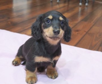 カニンヘンダックスフンド(ロング)【滋賀県・男の子・2021年12月17日・ブラックタン】の写真「父犬JKC CHAMPION‼️元気な子です♪」