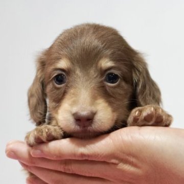 カニンヘンダックスフンド(ロング)【滋賀県・女の子・2022年9月20日・チョコイエロー】の写真「チョコイエロー」