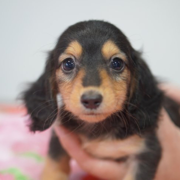 カニンヘンダックスフンド(ロング)【滋賀県・女の子・2022年9月20日・ブラックタン】の写真「お顔が整っていて、とっても美しい子です。」