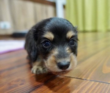 カニンヘンダックスフンド(ロング)【滋賀県・男の子・2019年8月4日・ブラックタン】の写真「父犬シュープリームドッグ‼️
大人しい子です。」