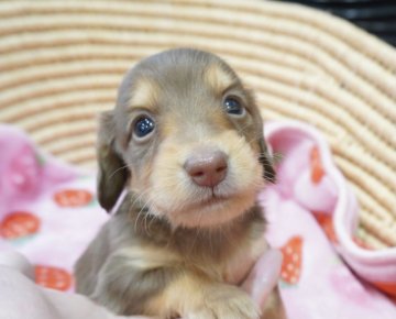 カニンヘンダックスフンド(ロング)【滋賀県・男の子・2021年3月7日・チョコタン】の写真「父犬JKC CHAMPION‼️元気な子です♪」