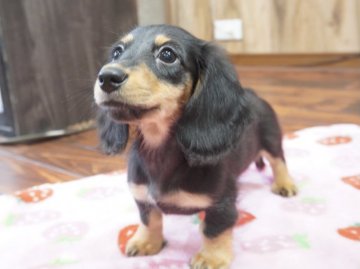 カニンヘンダックスフンド(ロング)【滋賀県・女の子・2021年3月7日・ブラックタン】の写真「父犬JKC CHAMPION‼️元気な子です♪」