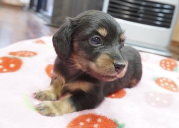 カニンヘンダックスフンド(ロング)【滋賀県・女の子・2021年3月7日・ブラックタン】の写真「父犬JKC CHAMPION‼️元気な子です♪」