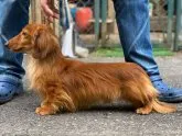 カニンヘンダックスフンド(ロング)【滋賀県・男の子・2020年7月4日・イエロー】の写真4「父親犬です( ´∀｀)」