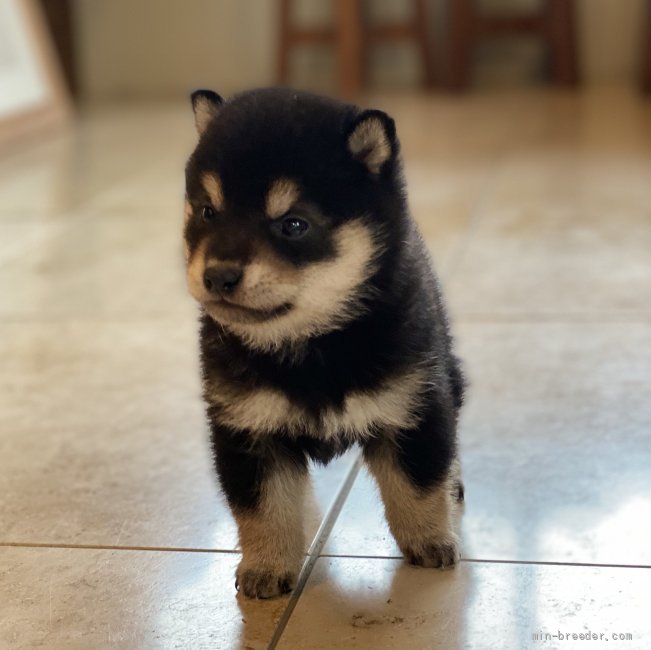 川田　恵(かわだ　めぐみ)ブリーダー(高知県・柴犬など・JKC登録)の紹介写真2