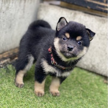 柴犬(豆柴)【高知県・女の子・2025年9月18日・黒】の写真「豆柴専門21年　顔立ちに自信あり！」