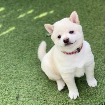 柴犬(豆柴)【高知県・女の子・2025年9月20日・白】の写真「豆柴専門21年　顔立ちに自信あり！」