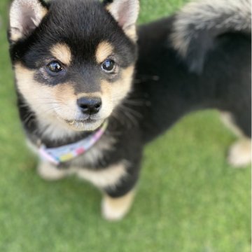 柴犬(豆柴)【高知県・女の子・2025年9月18日・黒】の写真「豆柴専門21年　顔立ちに自信あり！」