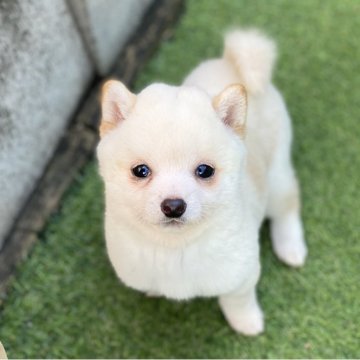 柴犬(豆柴)【高知県・女の子・2025年10月9日・白】の写真「豆柴専門21年　顔立ちに自信あり！極小女の子」