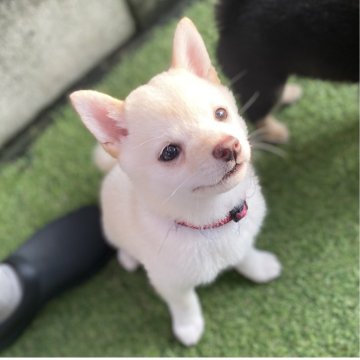 柴犬(豆柴)【高知県・女の子・2025年3月6日・白】の写真「豆柴専門21年　甘えん坊の女の子」