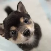 豆柴