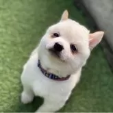 豆柴【高知県・男の子・2025年9月20日・白】の写真1