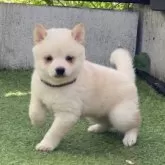 豆柴【高知県・男の子・2025年9月20日・白】の写真2