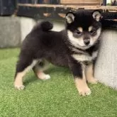 豆柴【高知県・女の子・2025年9月23日・黒】の写真2